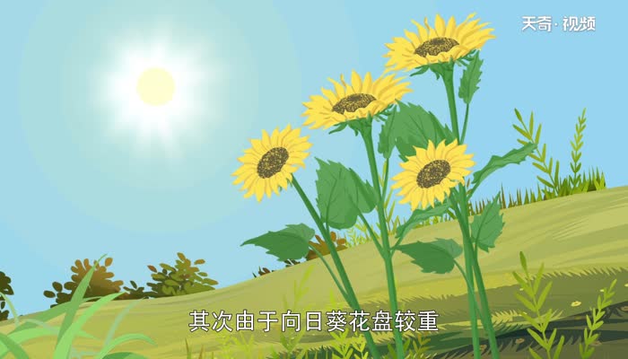 向日葵为什么总是向着太阳 向日葵向着太阳的原因