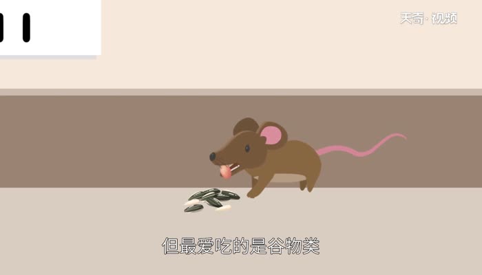 老鼠是什么动物 老鼠属于什么动物