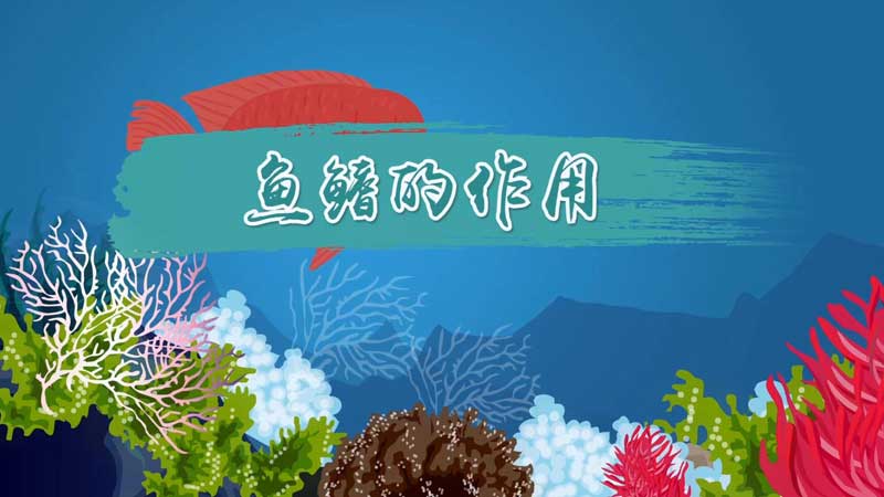 鱼鳍的作用 鱼鳍的作用是什么