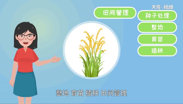 水稻种植的流程有哪些 水稻种植的流程