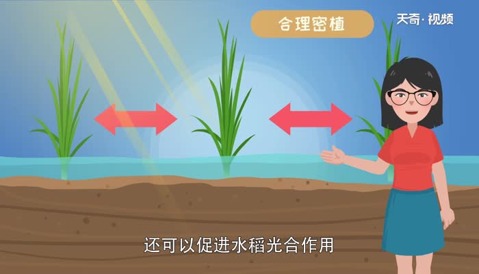 水稻栽培技术的要点 优质水稻栽培技术