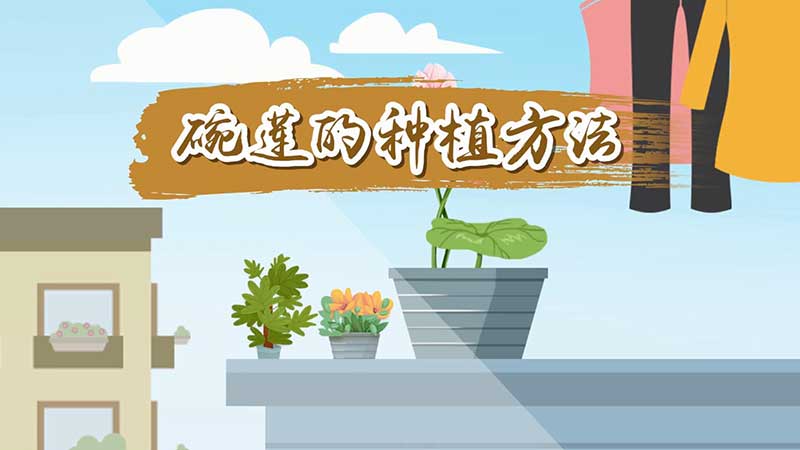 碗莲的种植方法 碗莲怎么种植才正确