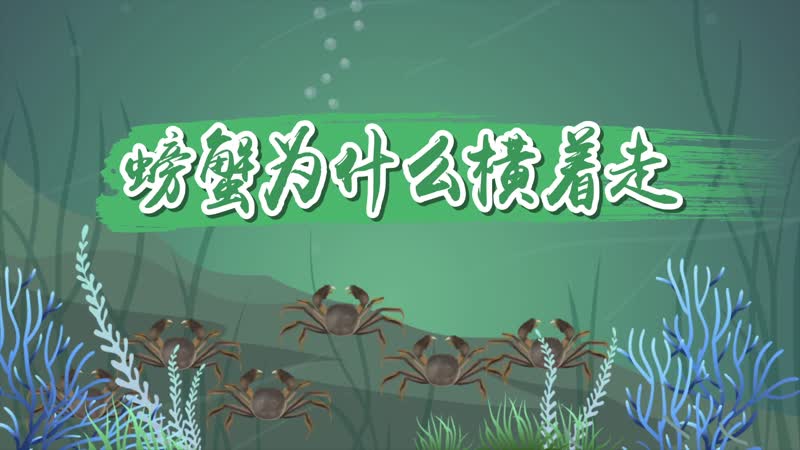 螃蟹为什么横着走 为什么螃蟹横着走