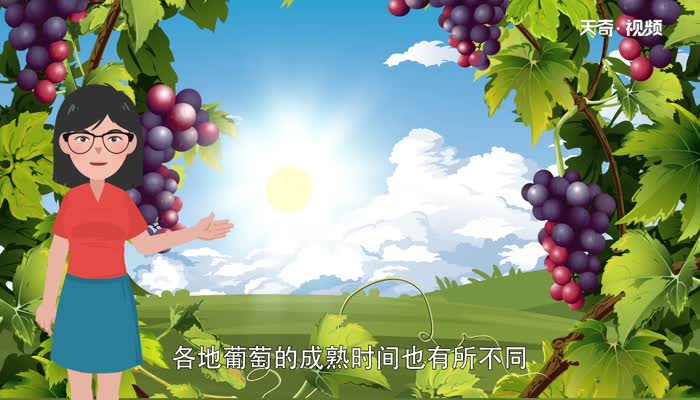 葡萄什么时候成熟 葡萄在几月份成熟