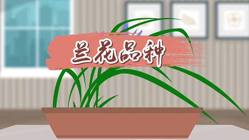 兰花品种 兰花的种类