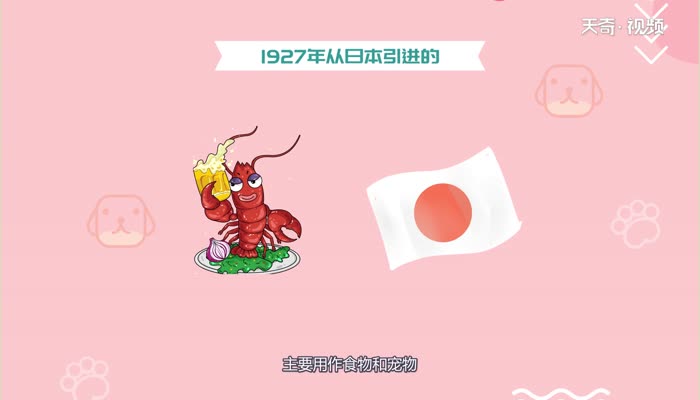 小龙虾什么时候进入中国  小龙虾进入中国的时间