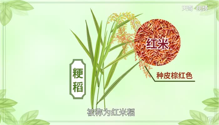 红米的功效与作用 红米的营养价值