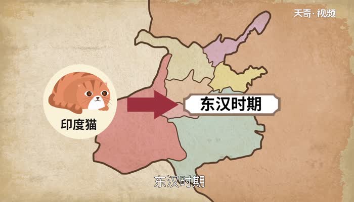 十二生肖为什么没有猫 为什么十二生肖里面没有猫咪