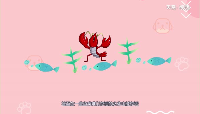小龙虾为什么没有血小龙虾真的没有血吗