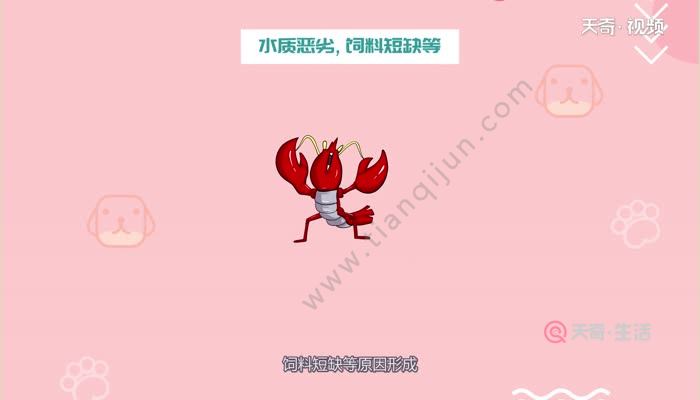 小龙虾有几个品种 小龙虾品种有几个