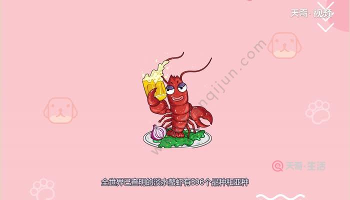 小龙虾有几个品种 小龙虾品种有几个