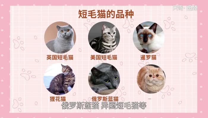 猫的品种 猫咪的品种分类