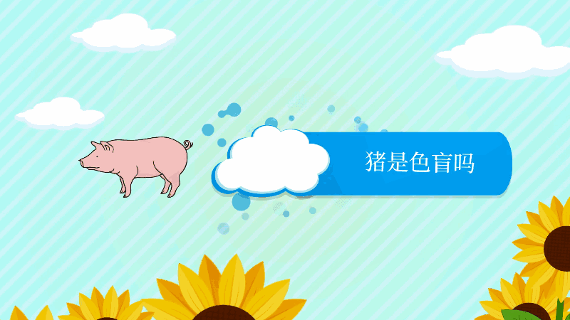 猪是色盲吗;猪是不是色盲