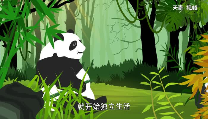 大熊猫的生活习性  大熊猫有啥生活习性