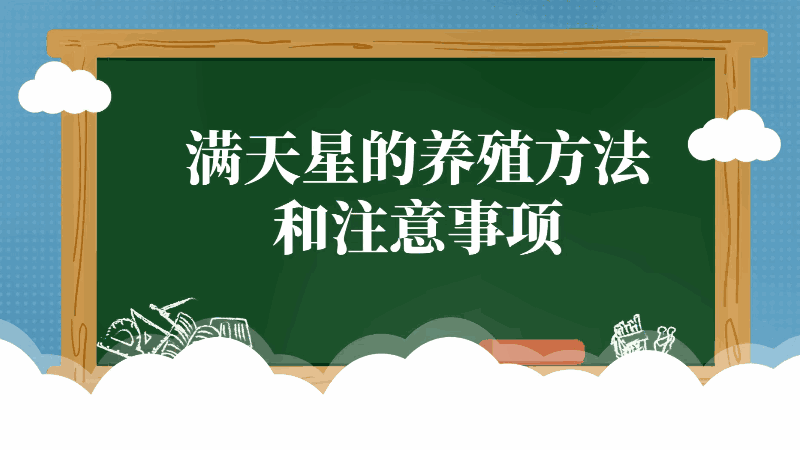 满天星的养殖方法和注意事项 满天星的养殖方法和注意事项有哪些