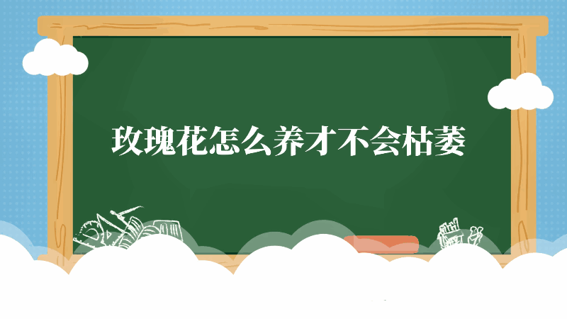 玫瑰花怎么養(yǎng)才不會枯萎 玫瑰花如何養(yǎng)才不會枯萎