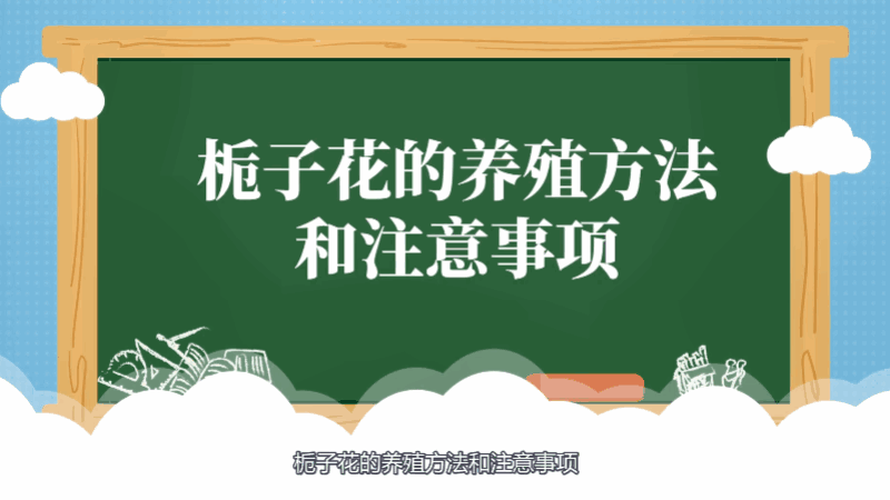 梔子花的養(yǎng)殖方法和注意事項 梔子花的養(yǎng)殖方法和注意事項有哪些