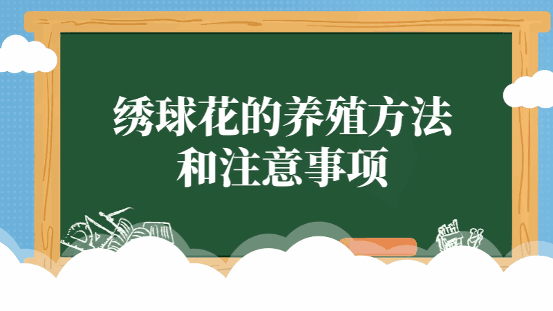 繡球花的養(yǎng)殖方法和注意事項(xiàng) 繡球花的養(yǎng)殖方法和注意事項(xiàng)有哪些