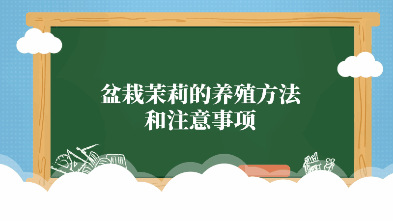 盆栽茉莉的养殖方法和注意事项 盆栽茉莉的养殖方法和注意事项有哪些