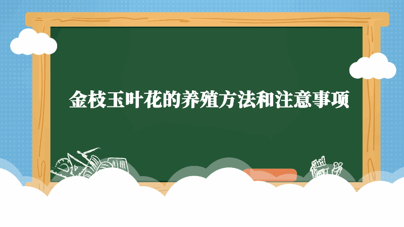 金枝玉葉花的養(yǎng)殖方法和注意事項 金枝玉葉花的養(yǎng)殖方法和注意事項是什么