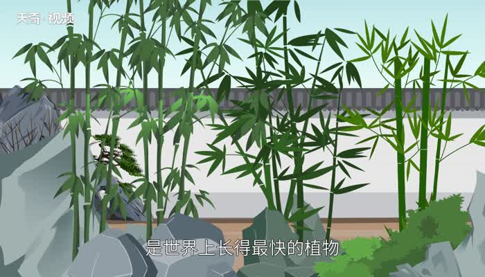竹子的种类 竹子分几种类型
