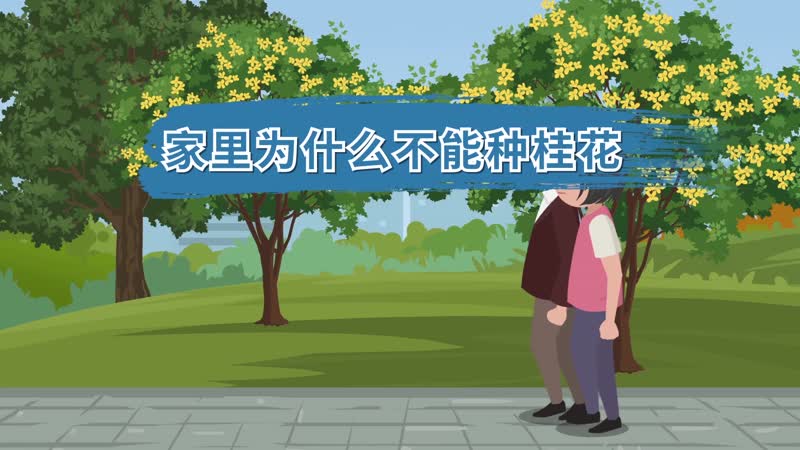 家里為什么不能種桂花 桂花在家里養(yǎng)吉利嗎