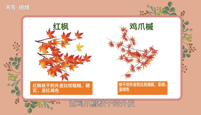 紅楓與雞爪槭的區(qū)別 楓樹(shù)和雞爪槭一樣嗎