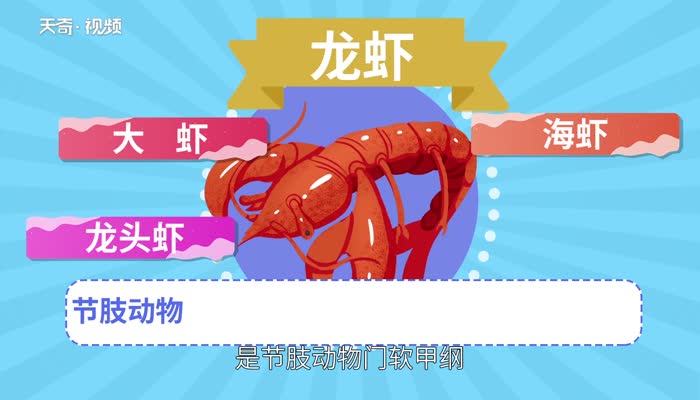 龙虾吃什么 小龙虾吃青菜叶吗