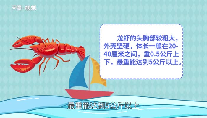 龙虾吃什么 小龙虾吃青菜叶吗