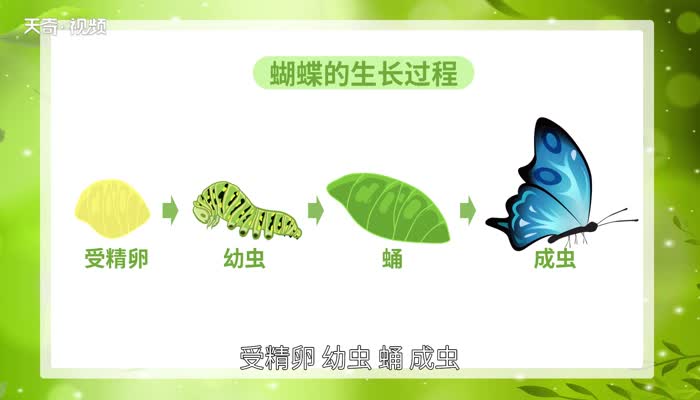 蝴蝶的生长经历了哪四个阶段 蝴蝶的生长经历了哪几个阶段