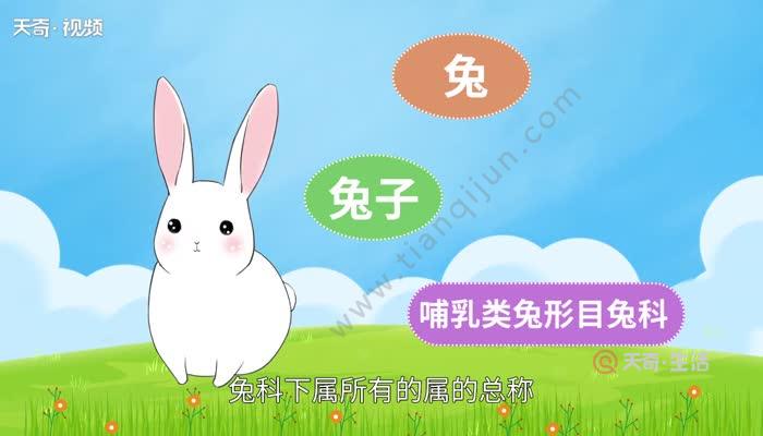 兔子的生活习性兔子有什么习性