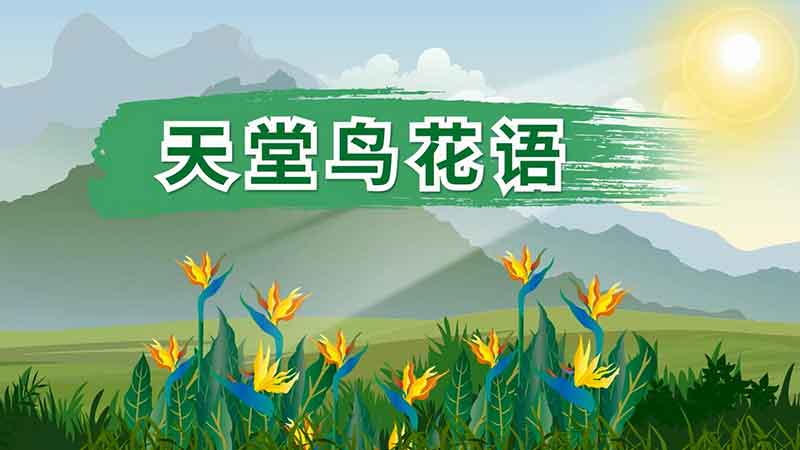 天堂鳥(niǎo)花語(yǔ) 天堂鳥(niǎo)的花語(yǔ)是什么