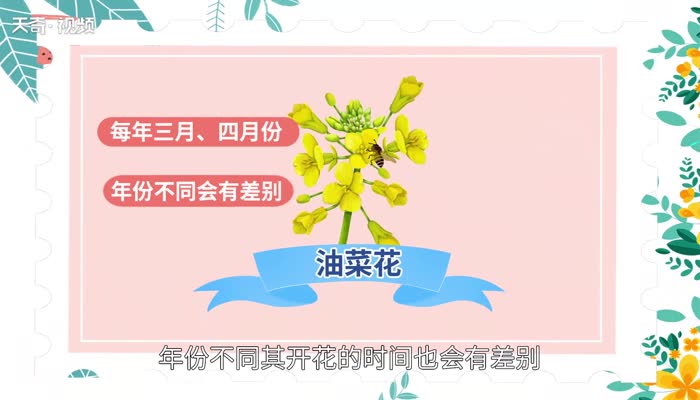 油菜花什么時(shí)候開(kāi) 油菜花是什么時(shí)候