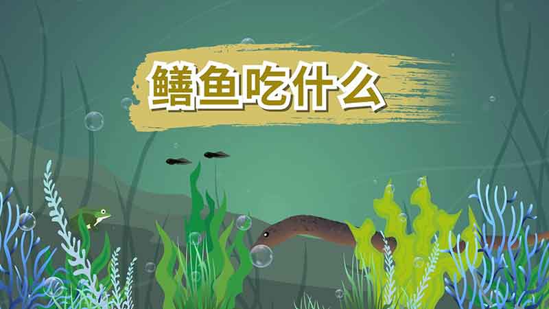 鱔魚吃什么 黃鱔如何養(yǎng)