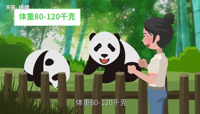 大熊猫的特点 国宝大熊猫有什么特点