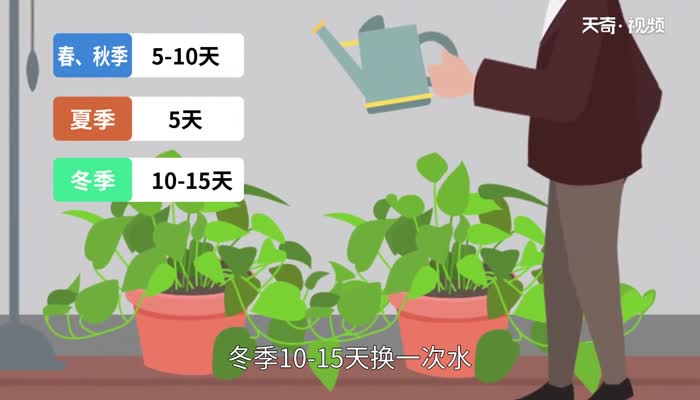 水培植物有哪些适合新手养的水培植物