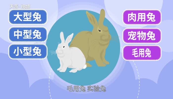 兔子的种类 兔子品种介绍