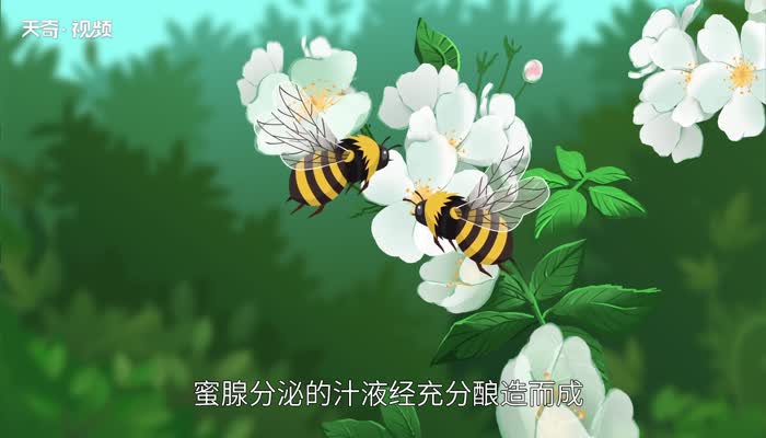 蜂蜜的种类 蜂蜜分几种