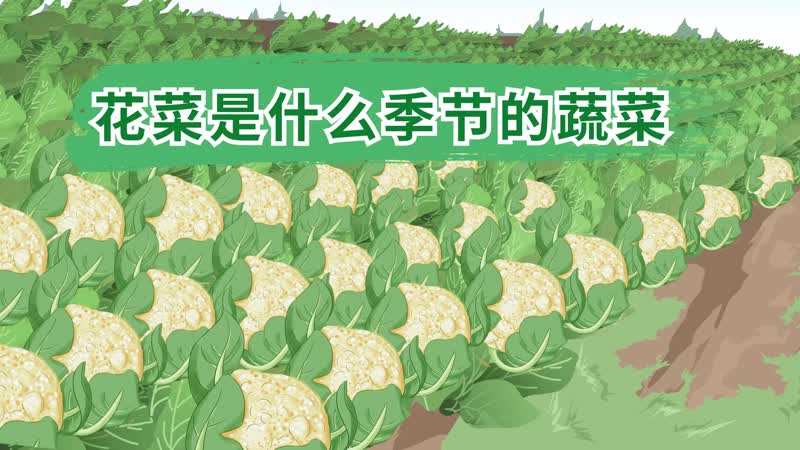 花菜是什么季節(jié)的蔬菜 花菜在什么季節(jié)種植