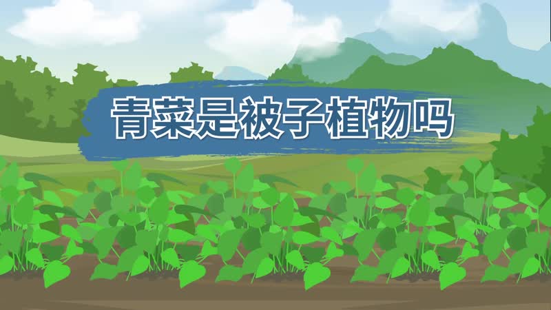 青菜是被子植物吗 青菜是被子植物还是种子植物