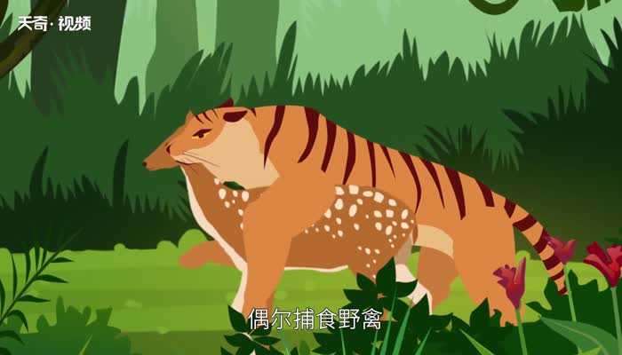 最大的老虎 体型最大的老虎是哪个种类的