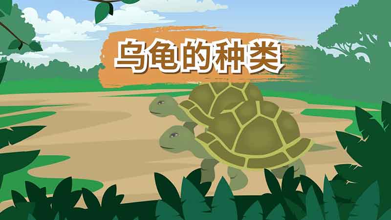 乌龟的种类 怎么区分乌龟的种类