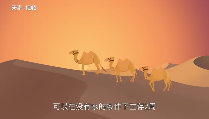 骆驼为什么能在沙漠中行走 为什么骆驼能在沙漠里行走