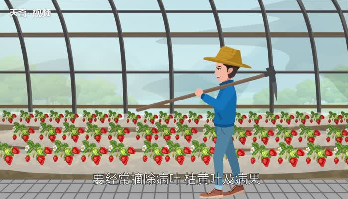 草莓的种植 草莓盆栽如何种植