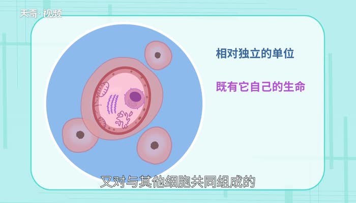 细胞学说是谁提出的 细胞学说由什么创造