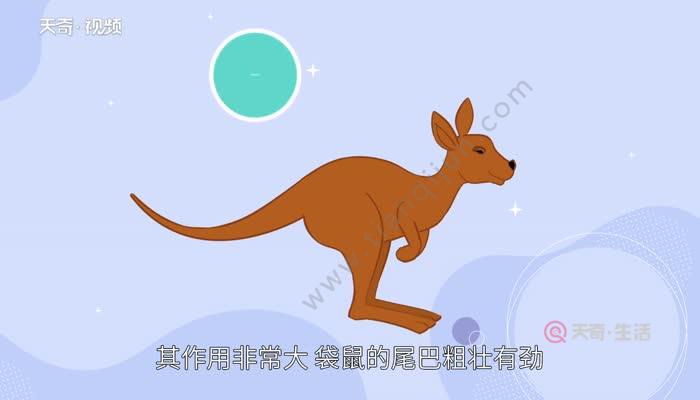 袋鼠的尾巴有什么作用 袋鼠大尾巴的作用是什么 天奇生活