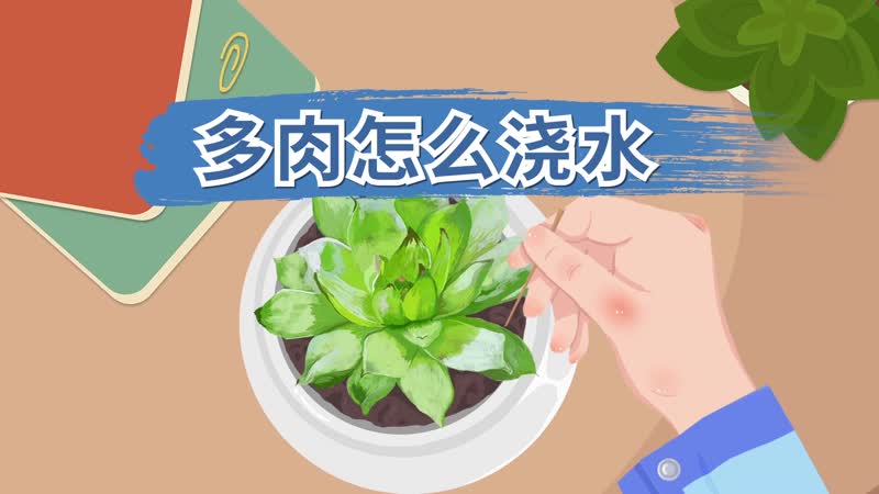 多肉怎么浇水 多肉植物怎么浇水