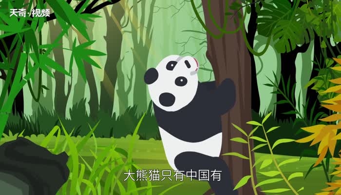 熊猫为什么是国宝 熊猫为什么是中国的国宝