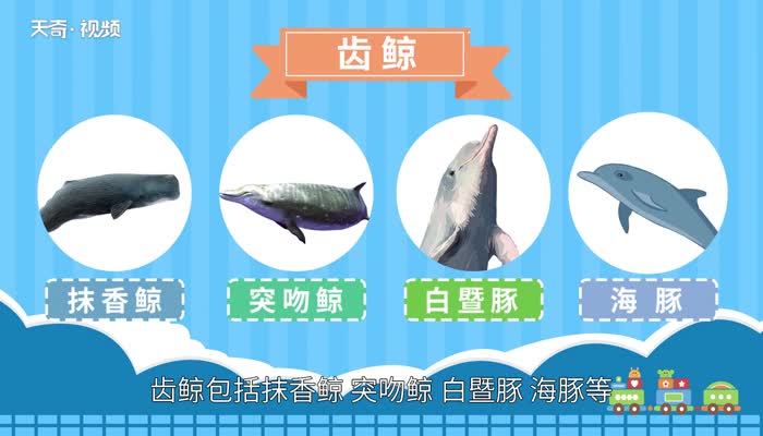 鲸鱼种类 鲸鱼种类有哪些