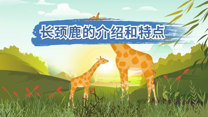 长颈鹿的介绍和特点 长颈鹿的外形特点介绍